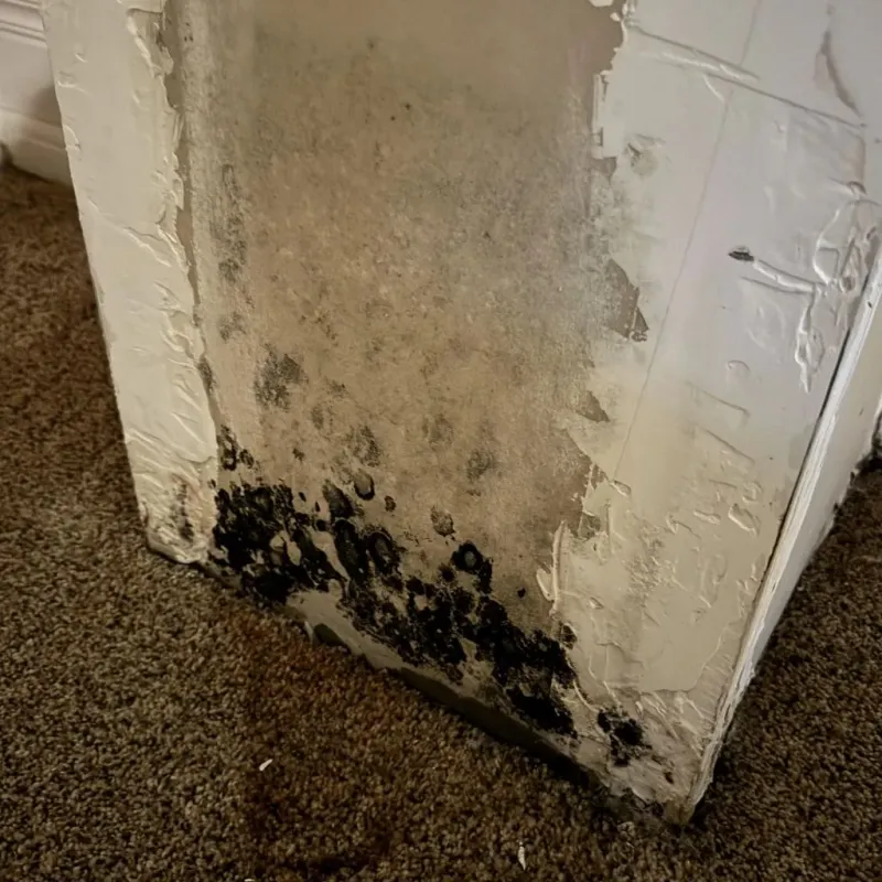 Professional Mold Removal in Crestline, CA